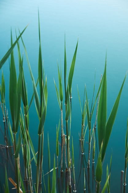 Green leaves of bulrush on blue lake