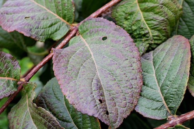 Green leaves on bush branches close up