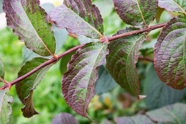 Green leaves on bush branches close up