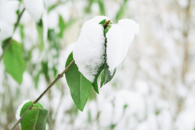 Green leaves of a bush covered with snow season change concept