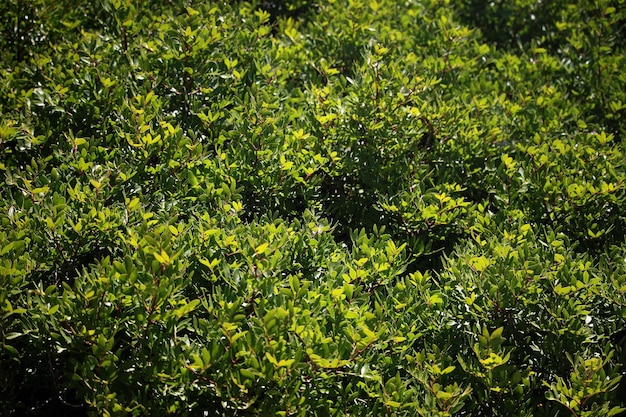 Green leaves on bush