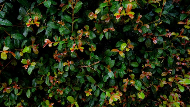 Green leaves on the bush