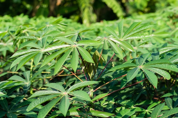 Green leaves cassava on branch tree