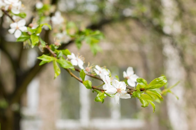 Green leaves and cherry flowers with dew drops