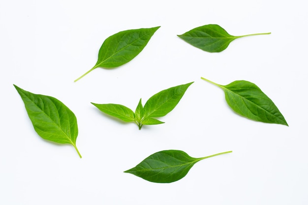 Green leaves of chili peppers on white background