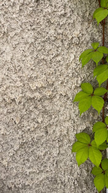緑の葉が野外のコンクリートの壁に登って 自然の光に照らされ 成長を象徴しています