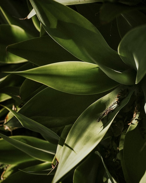 Green leaves close up background