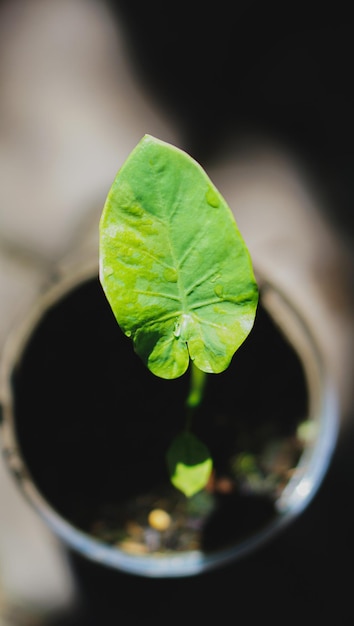 Зеленые листья крупным планом colocasia gigentea пестрые