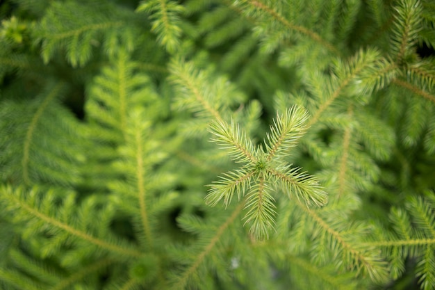 Green leaves, close-up shoots 