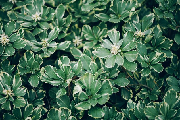 Green leaves close-up. Tropical leaf. Top view