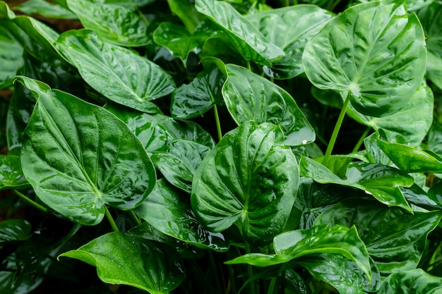 Green leaves close-up