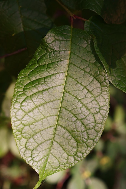 Green leaves close up