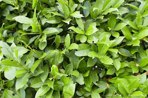 Green leaves close-up