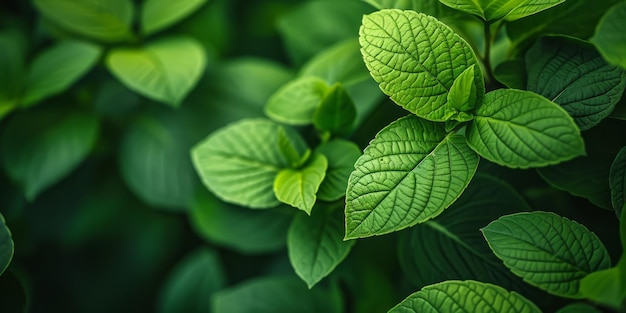 Текстура зеленых листьев вблизи Генеративный ИИ