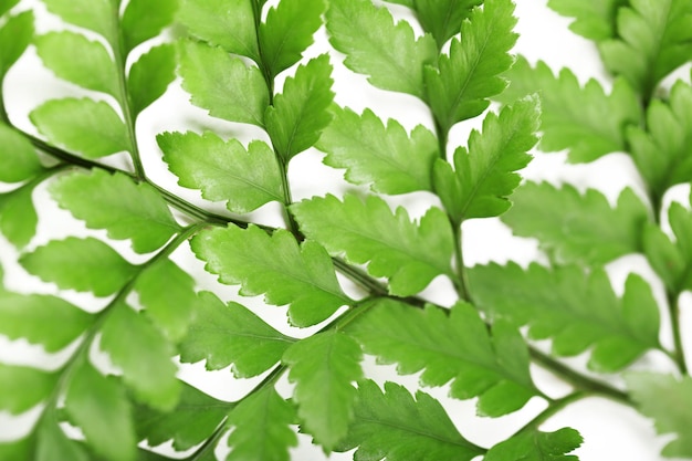 Green leaves closeup