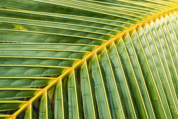 The green leaves of the coconut trees.