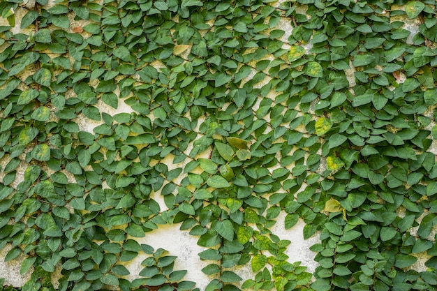 Premium Photo | Green leaves on concrete wall background