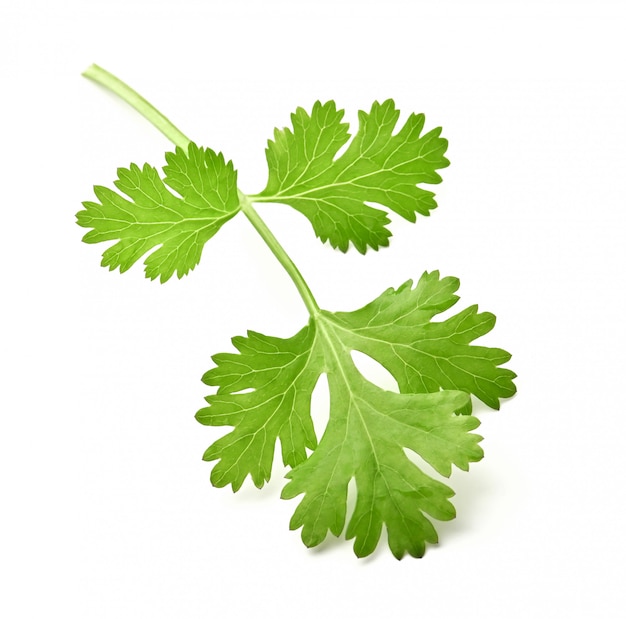 Green leaves of coriander isolated on white surface