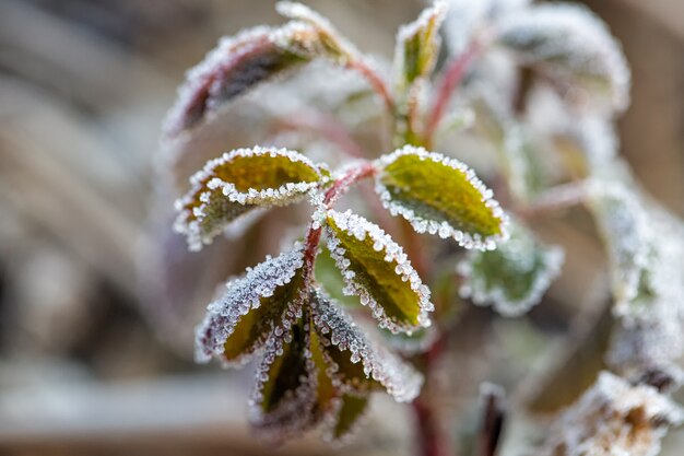 Green leaves covered with snow.