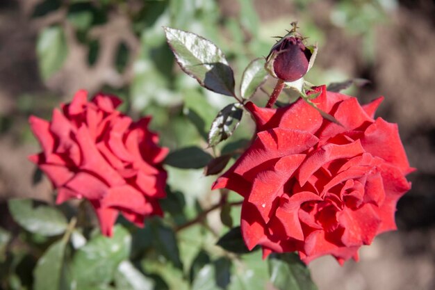 Green leaves covering two red roses