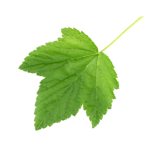 Green leaves currant isolated on white background