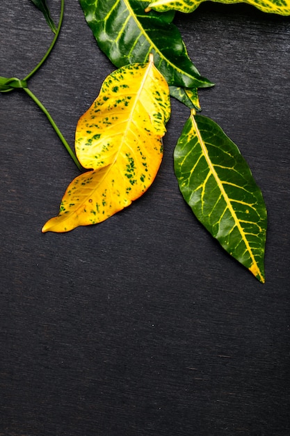 Green leaves on Dark background with copy space 