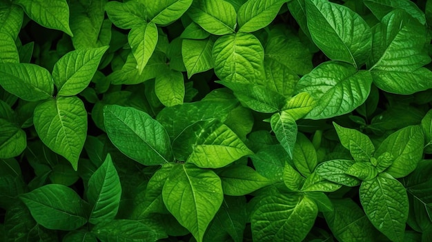 Green leaves on a dark background