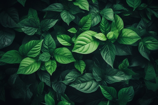 Green leaves on a dark background