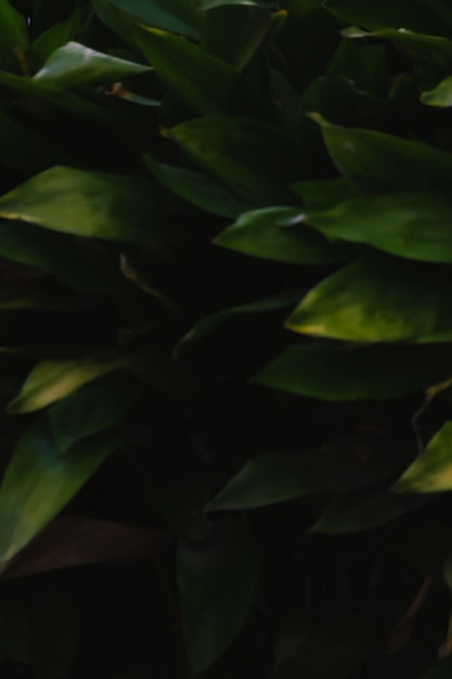 Photo green leaves in the dark on blurred background