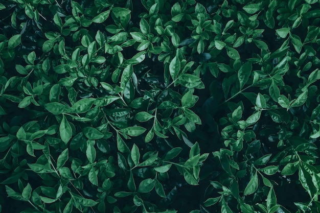 Green leaves, dark nature background