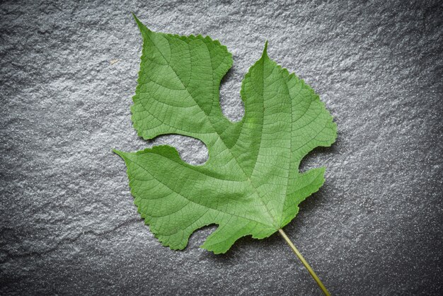 Green leaves on dark 