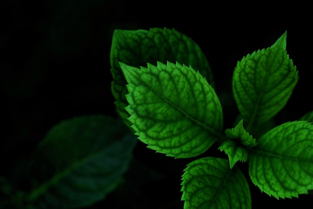 暗闇の中の緑の葉