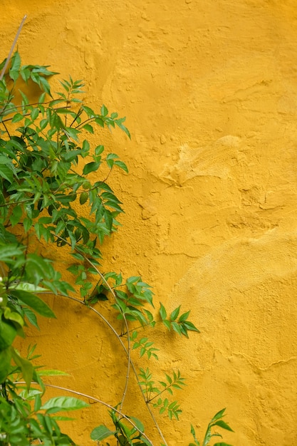 Foto foglie verdi che decorano sul muro giallo nella città vecchia di marbel