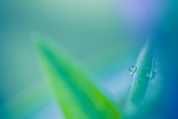 Green leaves drops of water natural background. Zen, meditation nature closeup, abstract organic