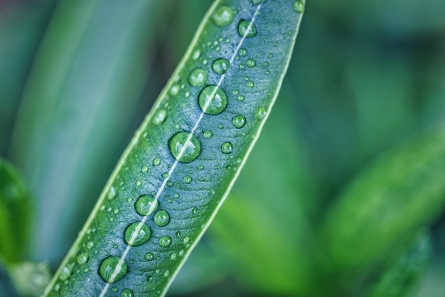 Green leaves drops of water natural background. Zen, meditation nature closeup, abstract organic