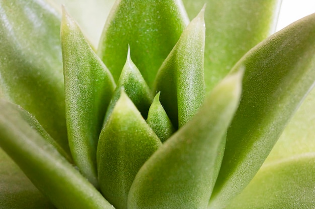 Green leaves of echeveria plant close up