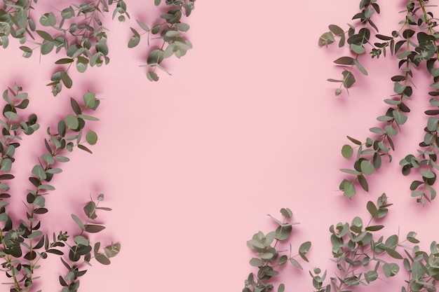 Green leaves of eucalyptus branches on a pink background