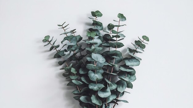 Green leaves of eucalyptus branches on a white background