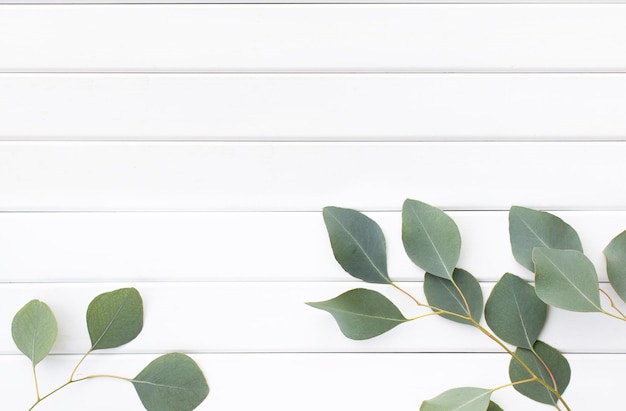 Green leaves of eucalyptus branches on a wooden background