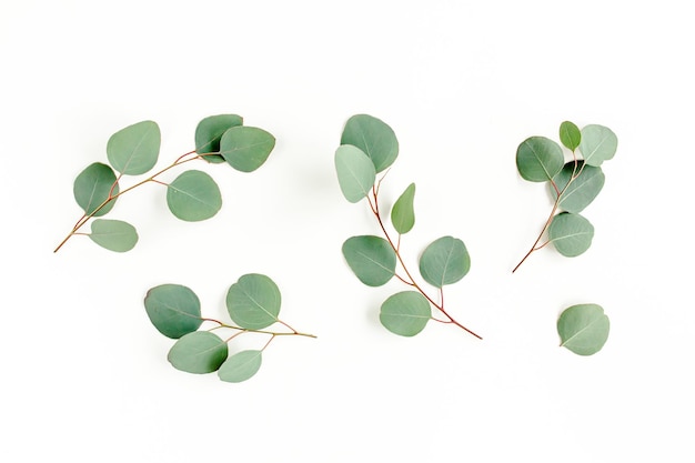 사진 바탕 에 분리 된 초록색 유칼립투스 잎