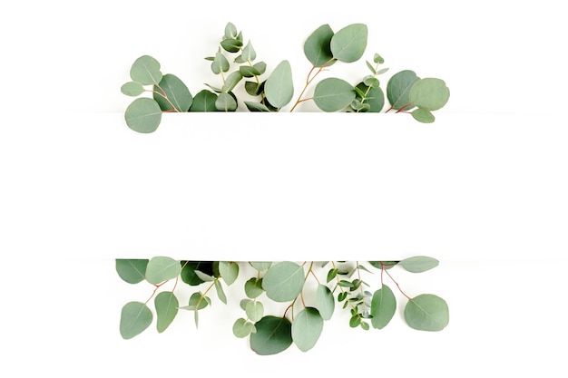 Green leaves eucalyptus isolated on white background flat lay top view