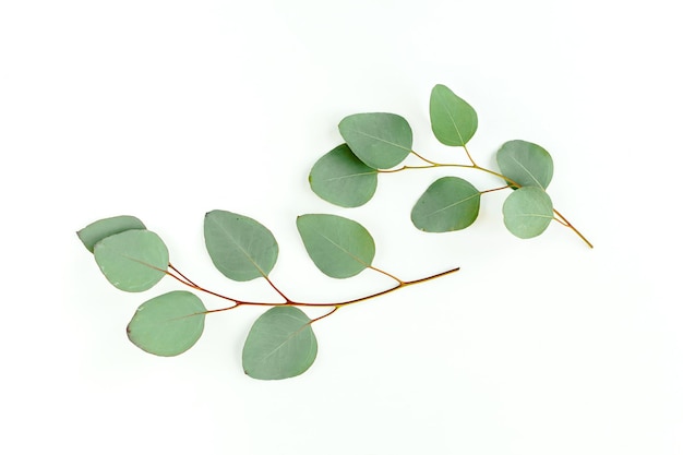 Green leaves eucalyptus isolated on white background High quality photo