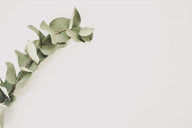 Green leaves eucalyptus isolated on white background. Top view. Copy space.