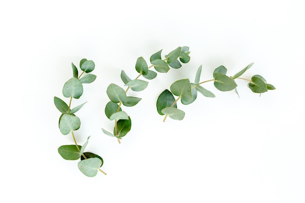 Green leaves eucalyptus isolated on white background