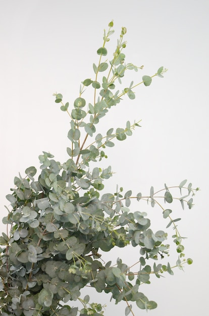 Green leaves eucalyptus populus on white background