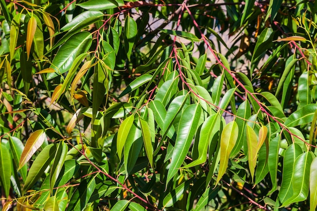 Green leaves of eucalyptus tree