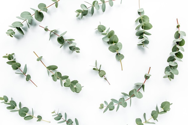 Green leaves eucalyptus on white background flat lay top view