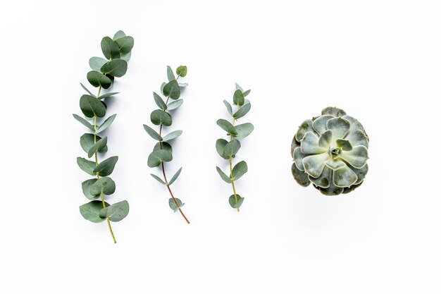 Photo green leaves eucalyptus on white background flat lay top view