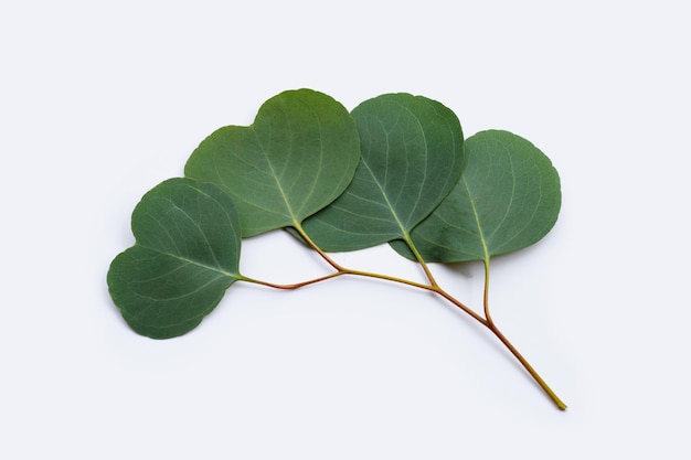 Green leaves of eucalyptus on white