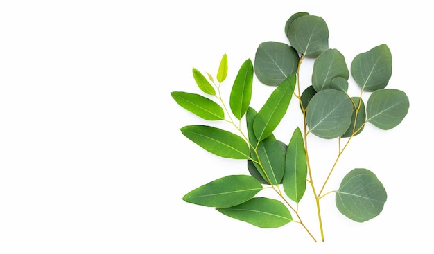 Green leaves of eucalyptus on white